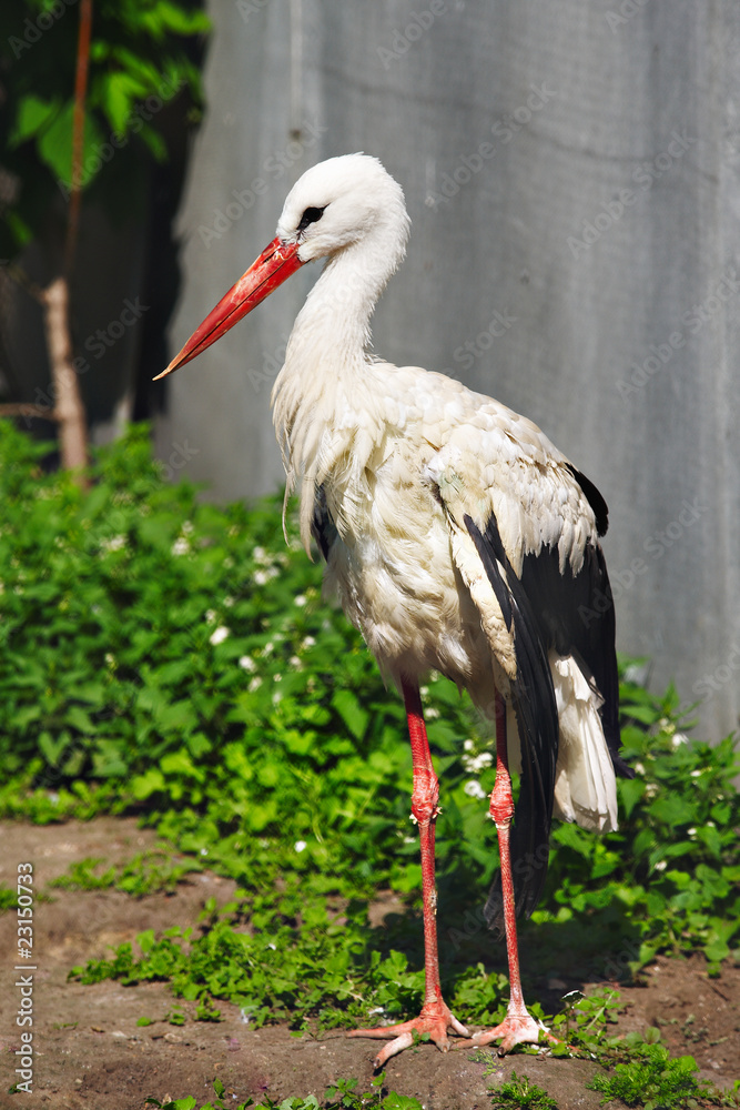 Fototapeta premium Nice big stork