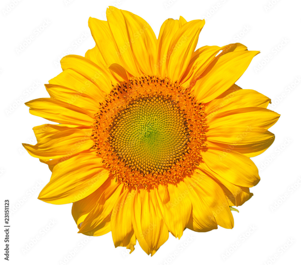 Sunflower Sunflower