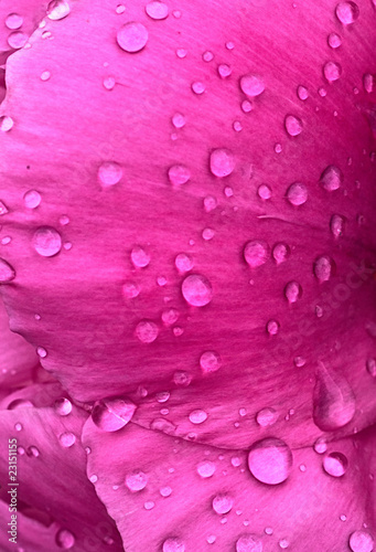 Closeup of pink flower with water drops
