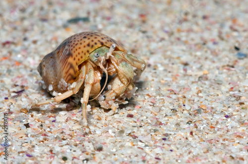 Closeup of a wet crab in a shell walking on the beach