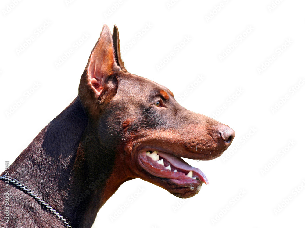 Dobermann portrait