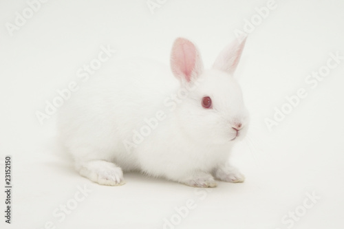 white rabbit white background © cat