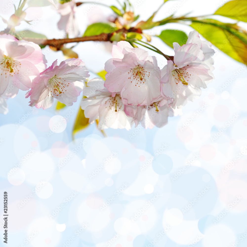sakura blossom and bokeh sakura blossom and bokeh