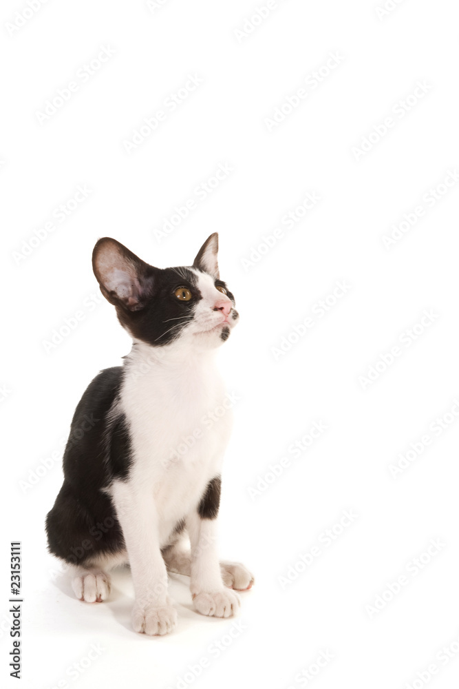 Obraz premium Black and white siamese kitten