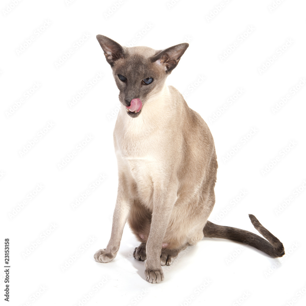 Blue point siamese Blue point siamese