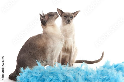 Fotografie, Obraz Siamese cats