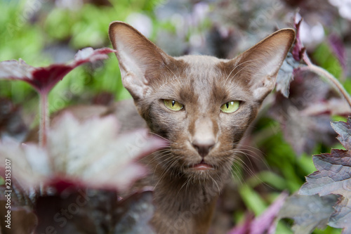 Fotografie Brown Havana siamese cat