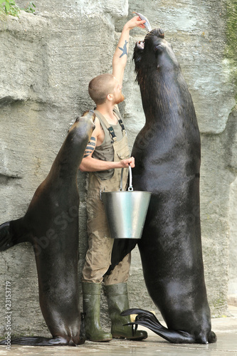 Sea lion, feeding