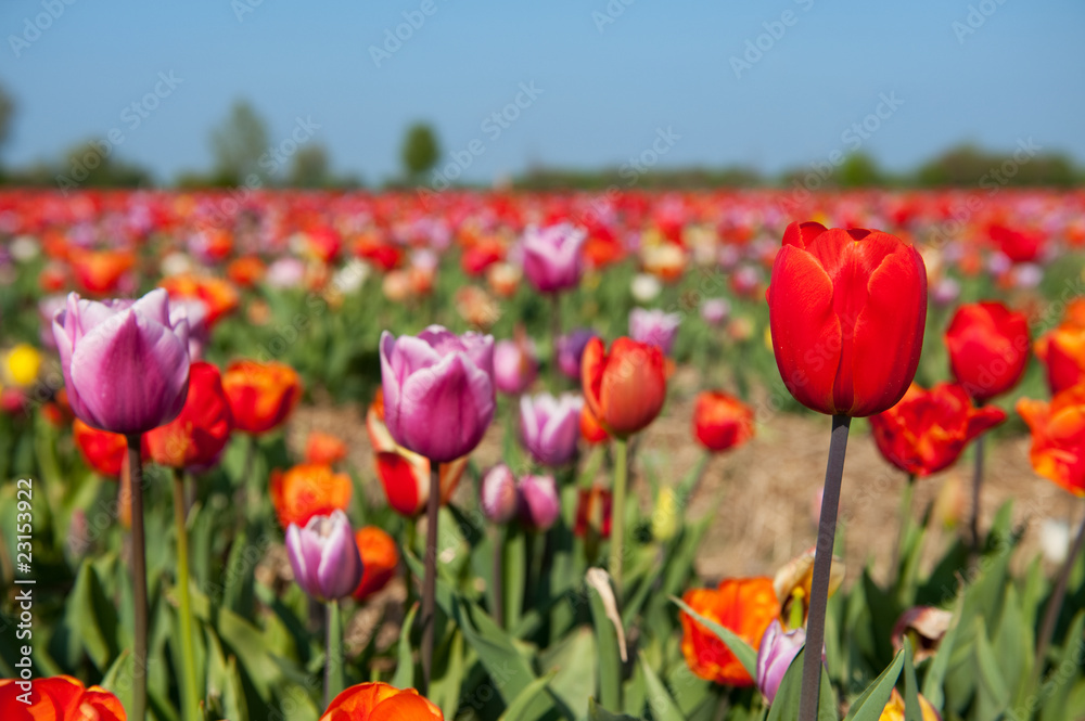 Colorful tulips in Holland