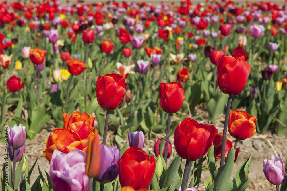 Colorful Dutch tulips