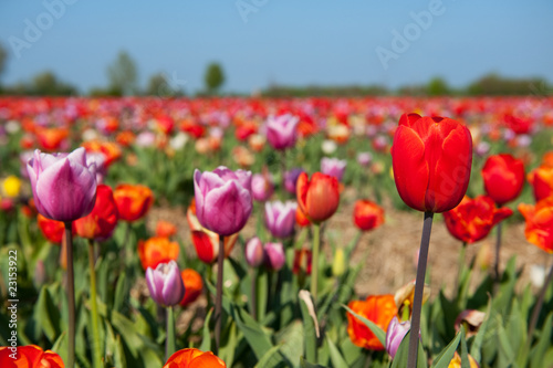 Colorful tulips in Holland