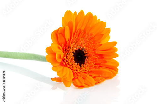 Fototapeta Naklejka Na Ścianę i Meble -  Orange Gerber flower over white background