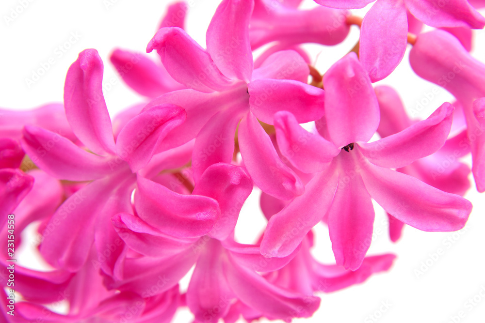 Pink hyacinth flower in closeup over white background