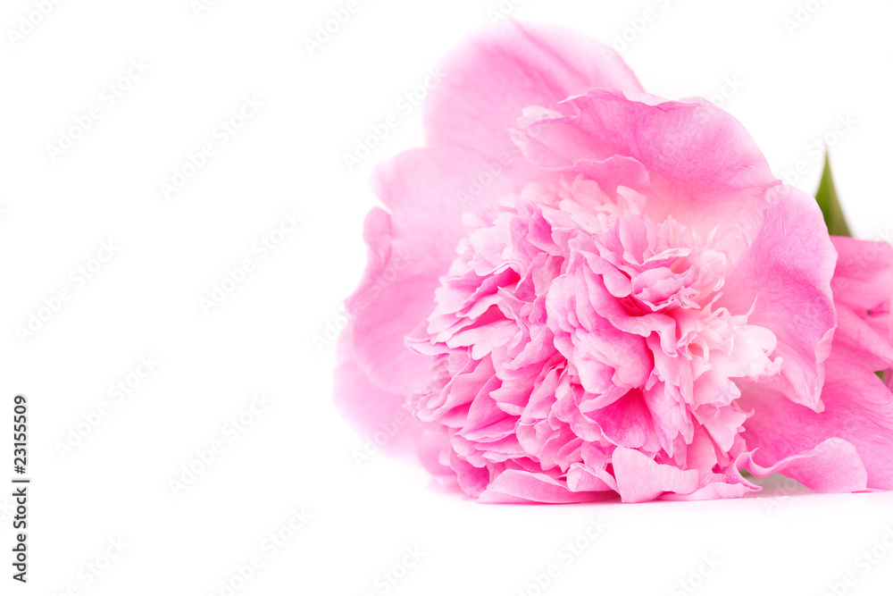 pink peony flower