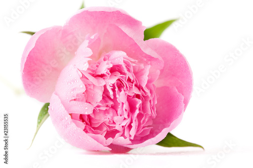 pink peony flower