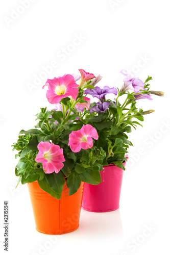 Petunia in colorful buckets