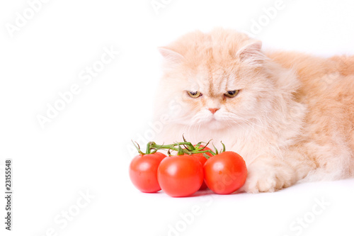 Red cat this tomato