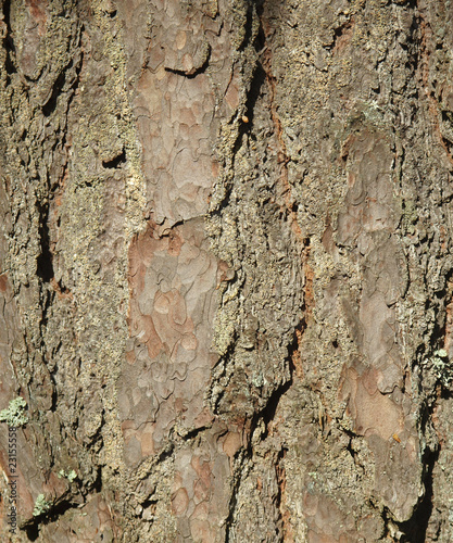 Bark of a pine