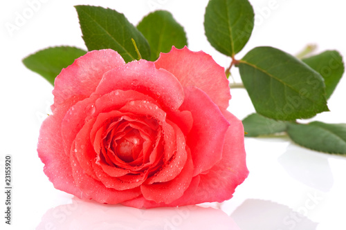 Fresh pink rose