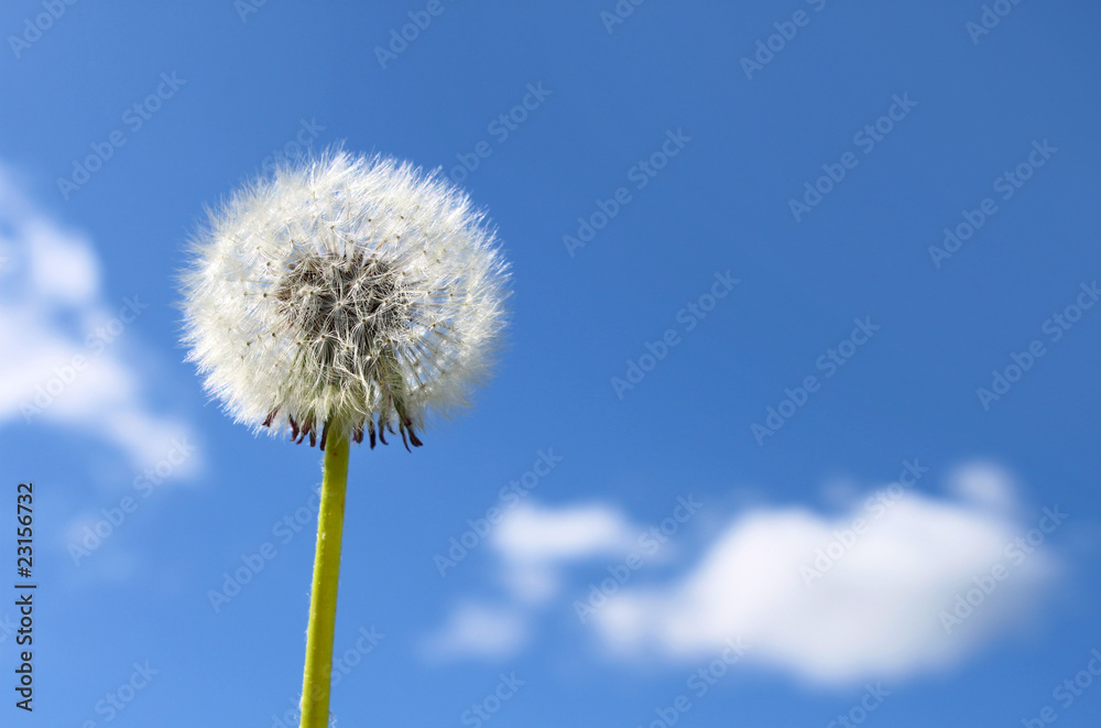 Dandelion seeds