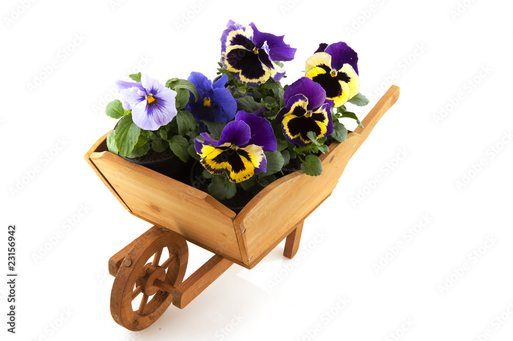 Violin flowers in wooden wheel barrow