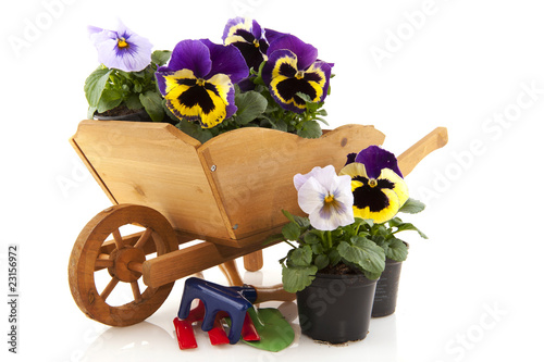 Slika na platnu Violin flowers in wooden wheel barrow