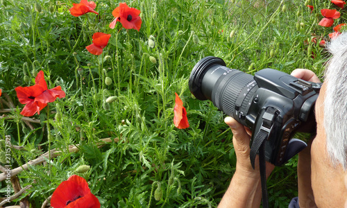 photo coquelicot