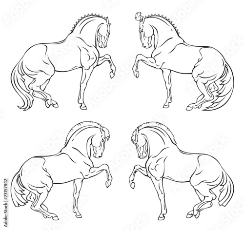 circus horse