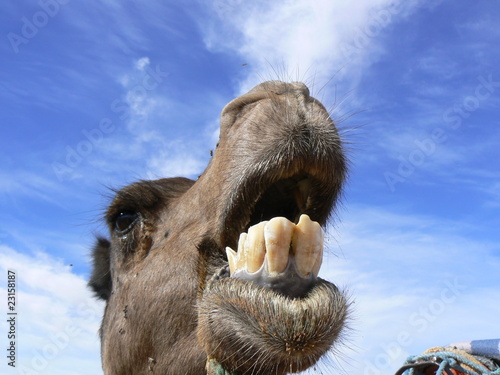 Camel