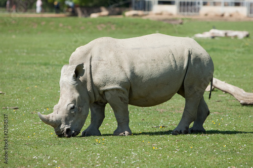 White Rhino