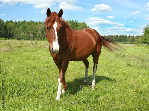 Horse portrait on a pasture © VitCOM