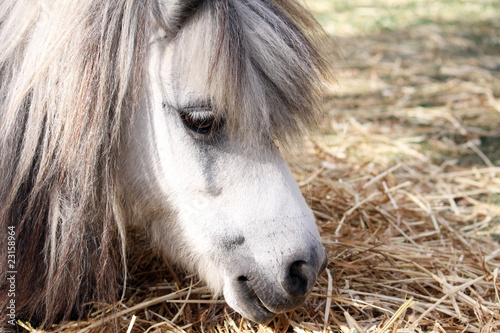 shetland pony portrait