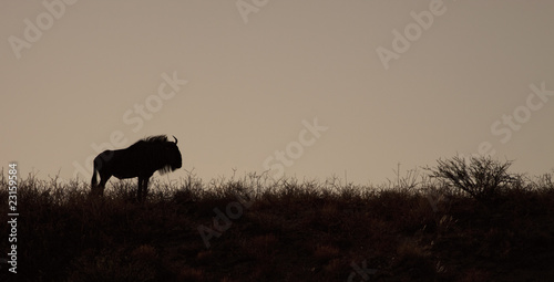 Wildebeest silhouette © Jandrie Lombard