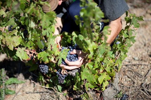 vendanges
