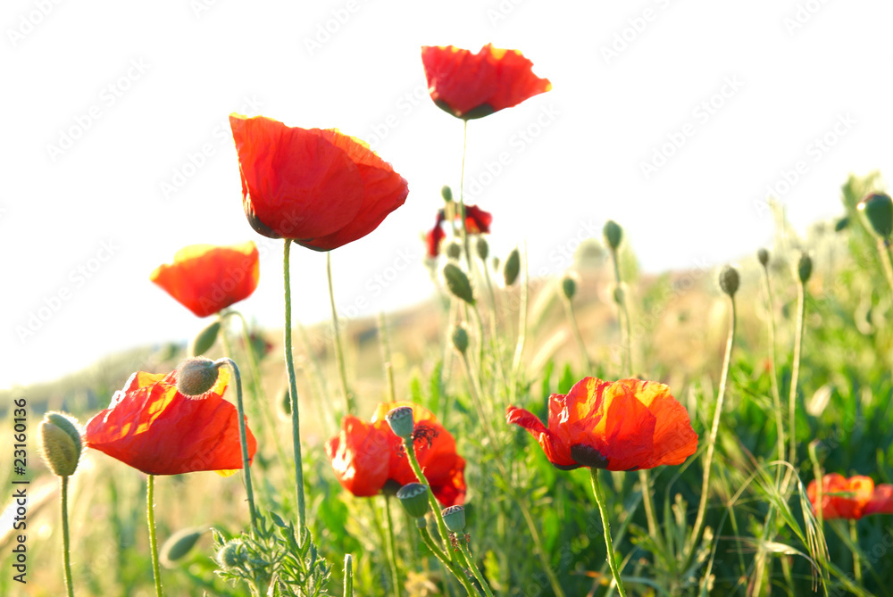 Obraz premium Red poppies