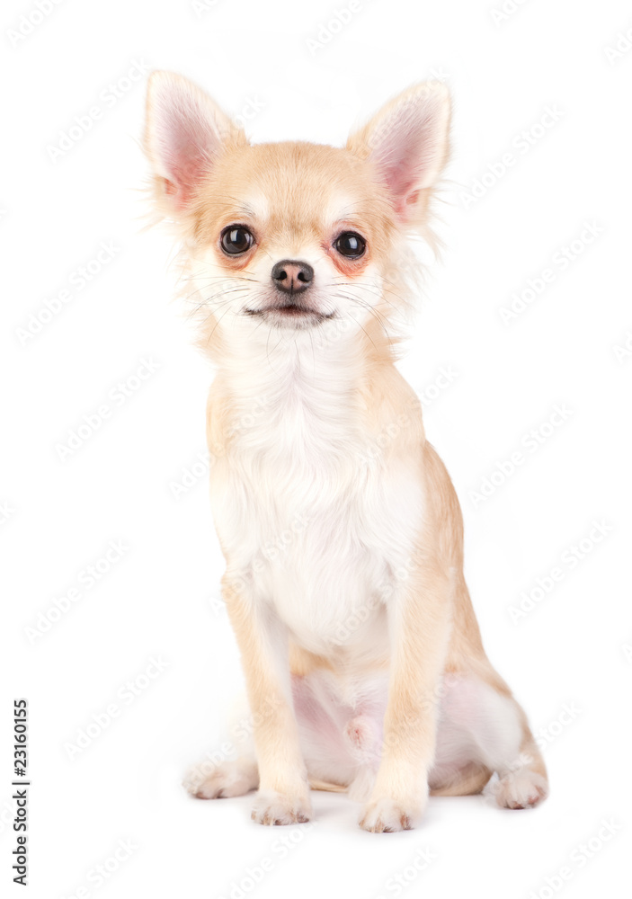 nice chihuahua puppy sitting isolated nice chihuahua puppy sitting isolated