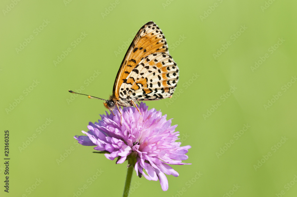Melitaea butterfly on purple flower and green background