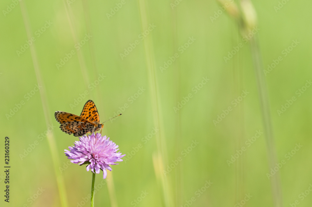 Melitaea butterfly on purple flower and green background Melitaea butterfly on purple flower and green background