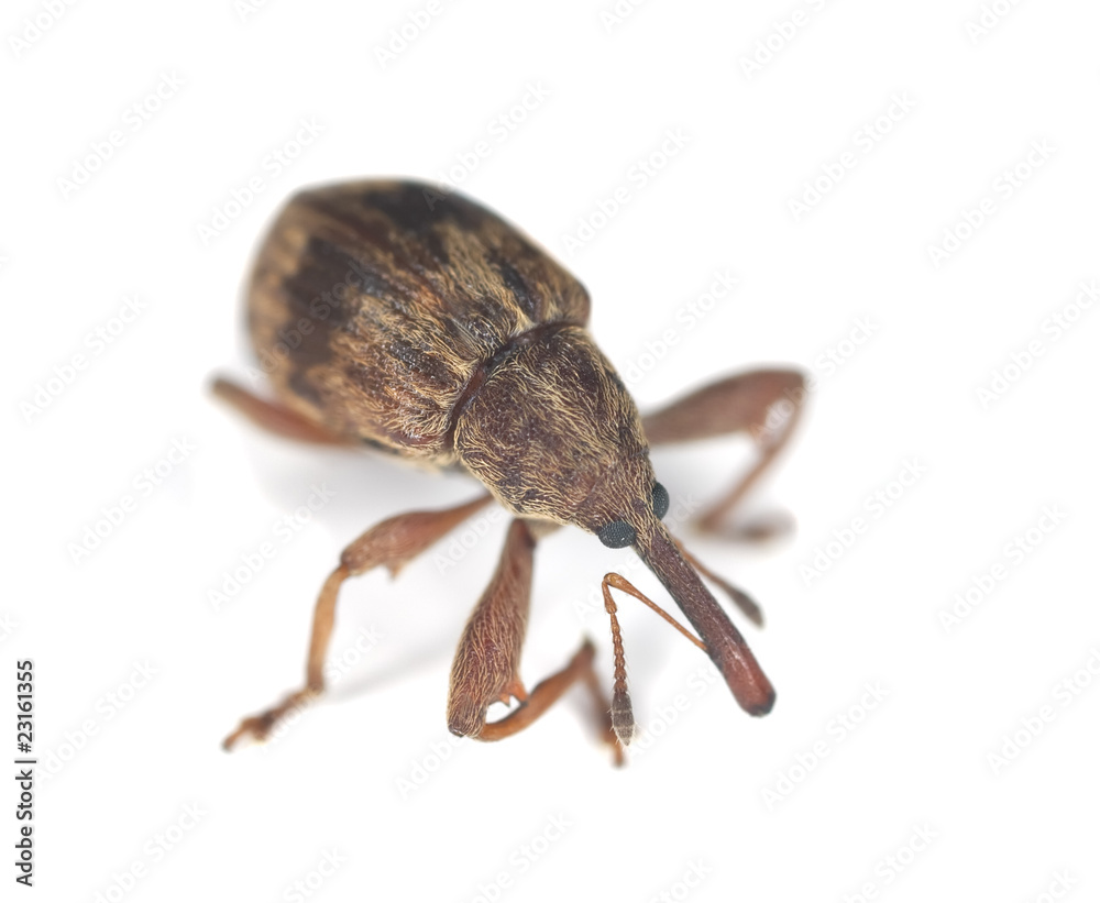 Weevil isolated on white background. Weevil isolated on white background.