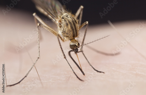 Mosquito sucking blod. Carriers of diseases