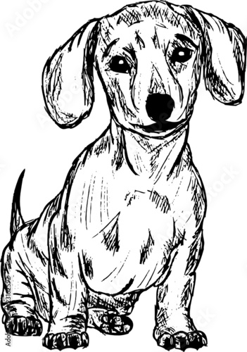 vector -  a dachshund isolated on background