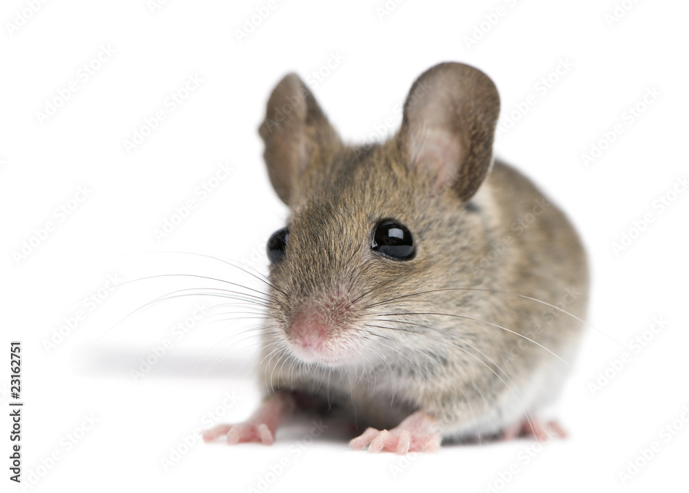 Front view of Wood mouse in front of white background