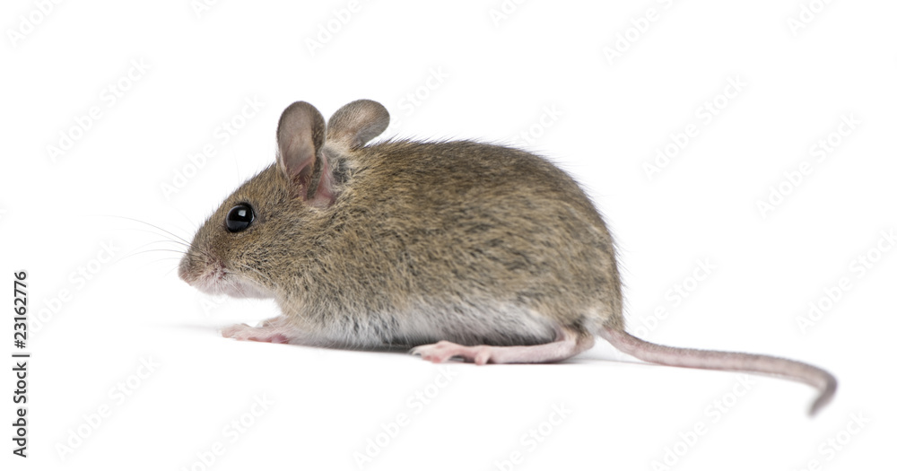 Side view of Wood mouse in front of white background Side view of Wood mouse in front of white background