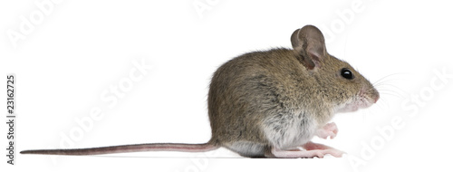 Side view of Wood mouse in front of white background photo