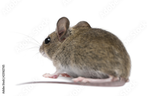 Side view of Wood mouse in front of white background