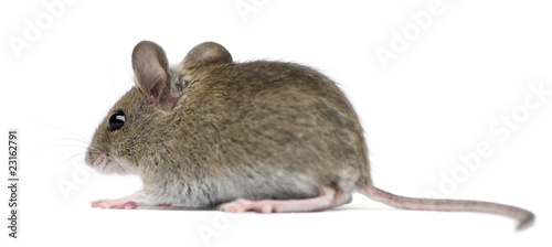 Side view of Wood mouse in front of white background
