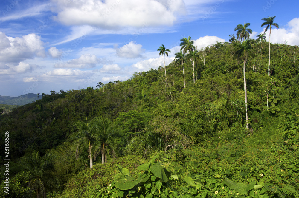 jungle in Cuba
