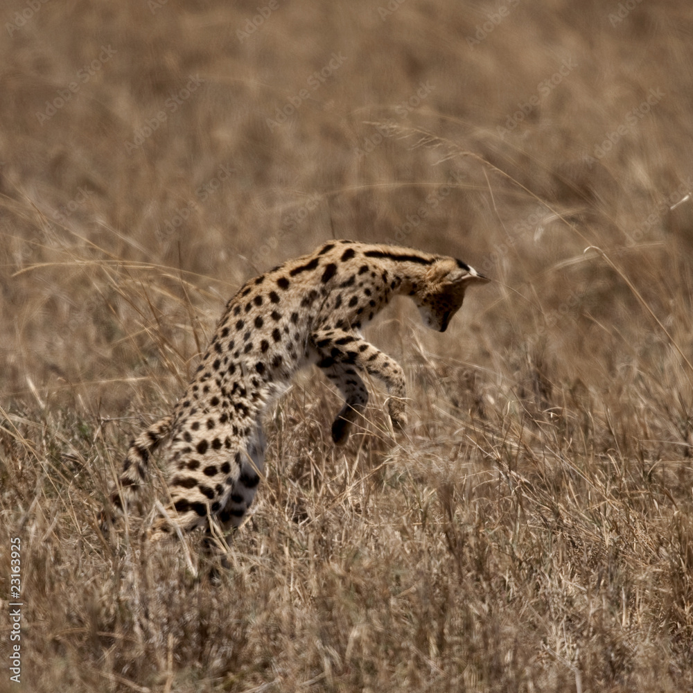 African Serval Jumping