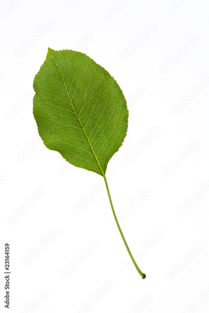 Fototapeta premium green leaf isolated on a white background
