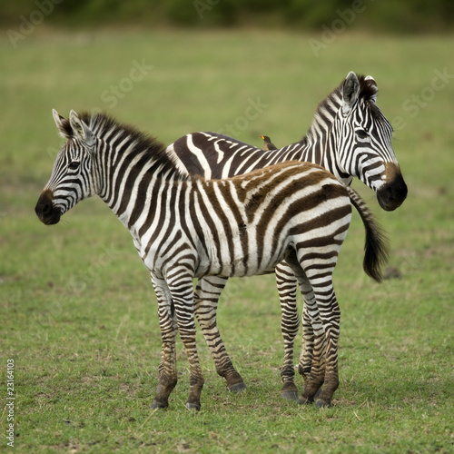Two zebras standing in field of grass